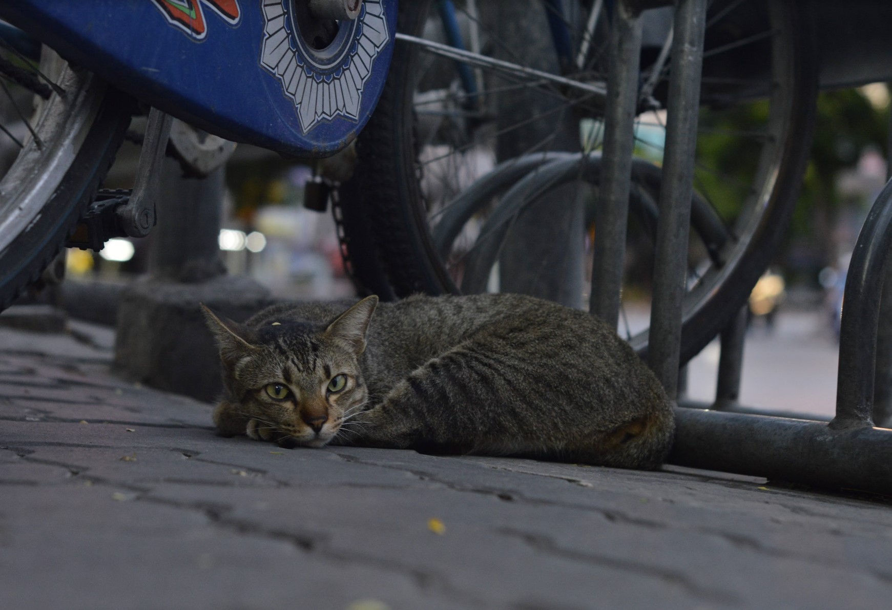 Stray Thai street Cat